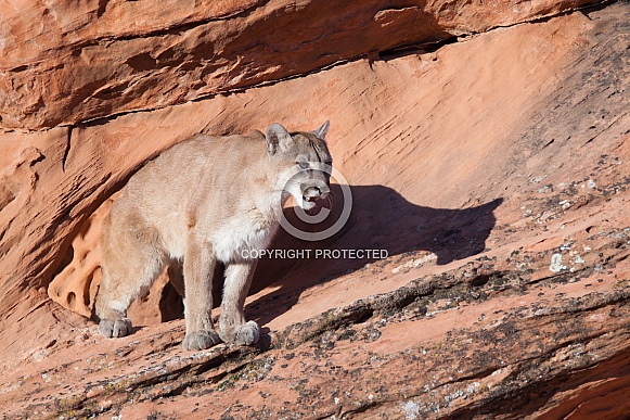 Mountain lion, cougar, puma concolor Mountain lion, cougar, puma concolor