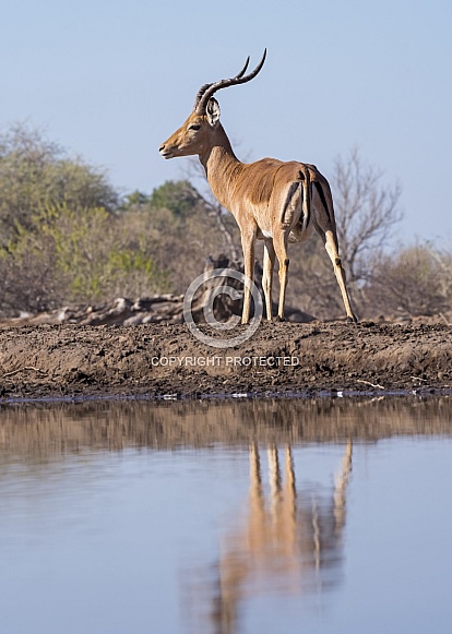 Impala (Male) Impala (Male)