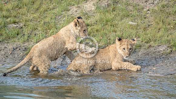 African Lion cub African Lion cub