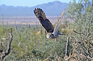 Great-Horned Owl in Flight