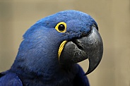 Macaw (Anodorhynchus hyacinthinus)