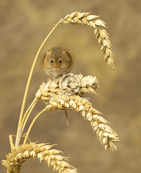 Harvest mouse on corn