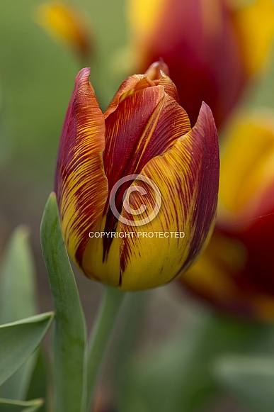 Tulip.