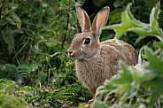 Wild Rabbit - Oryctolagus cuniculus