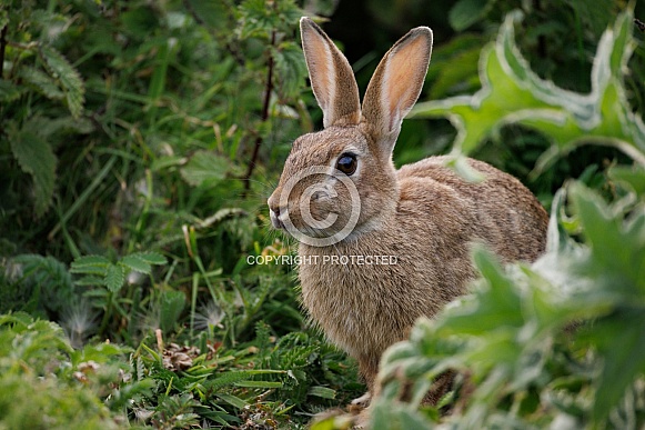 Wild Rabbit - Oryctolagus cuniculus Wild Rabbit - Oryctolagus cuniculus