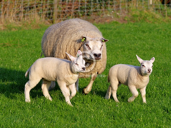 Texel sheep