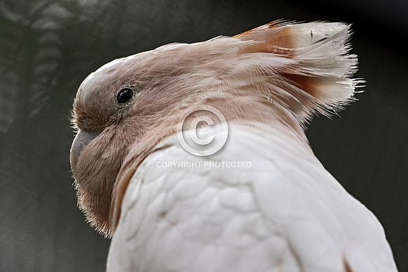 Major Mitchells Cockatoo Head Shot Major Mitchells Cockatoo Head Shot