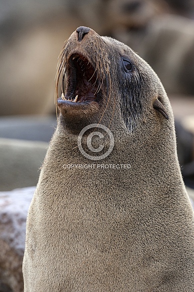 Cape Fur Seal (Arctocephalus pusillus) Cape Fur Seal (Arctocephalus pusillus)