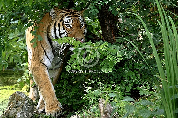 Amur (Siberian)Tiger