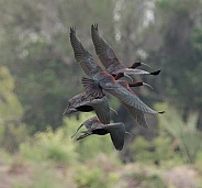 Glossy Ibis
Note from WRP: This photo unfortunately isn't pin sharp when zoomed in to full resolution. However we have approved it to the website due to the beautiful in-flight nature of the composition