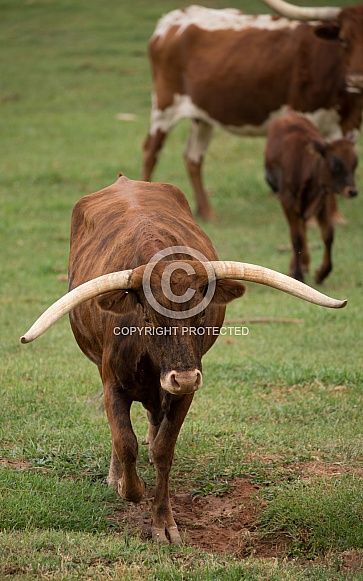 Bos taurus, Texas long horned cows