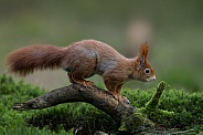 Red Squirrel in a forest