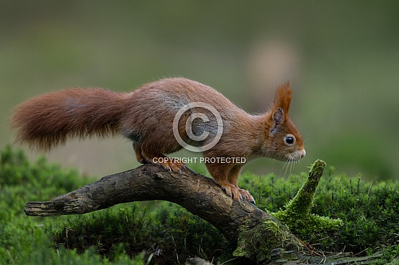 Red Squirrel in a forest Red Squirrel in a forest