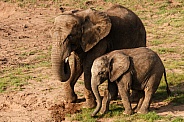 mother and young african elephants