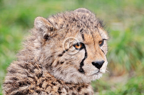 Cheetah Cub