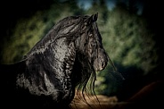 Friesian Horse--Star Stallion