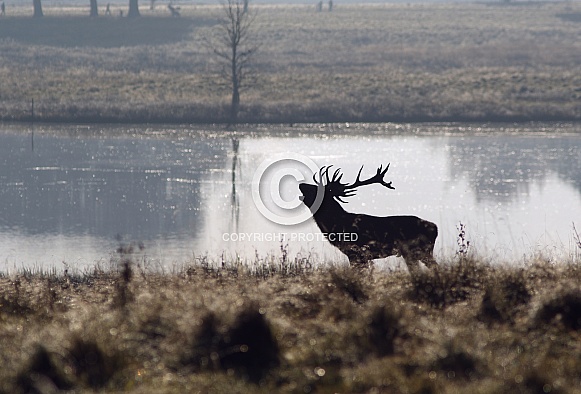 Red Deer