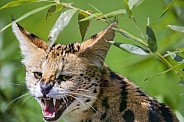Unhappy serval