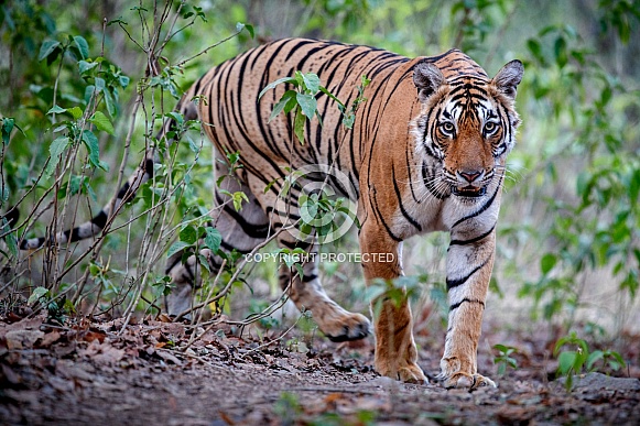 Beautiful tiger in the nature habitat. Tiger pose in amazing light. Wildlife scene with wild animal. Indian wildlife. Indian tiger. Panthera tigris tigris. Beautiful tiger in the nature habitat. Tiger pose in amazing light. Wildlife scene with wild animal. Indian wildlife. Indian tiger. Panthera tigris tigris.
