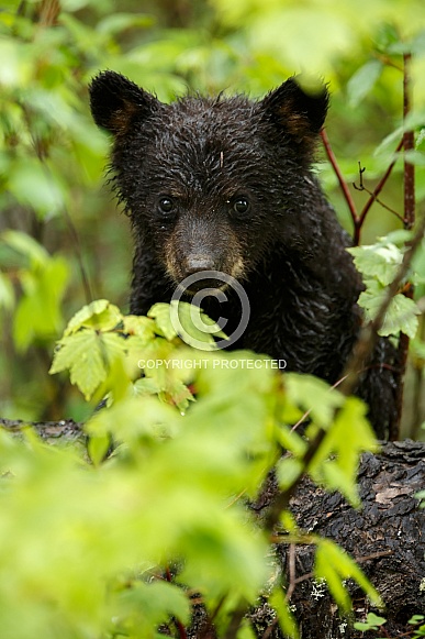 Black Bear and cubs