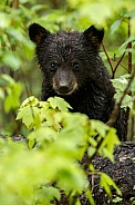 Black Bear and cubs