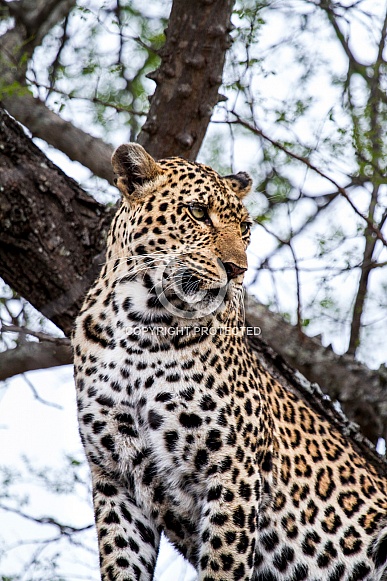 African Leopard (wild)