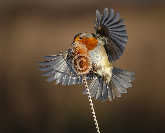 A Robin and a Teasel A Robin and a Teasel