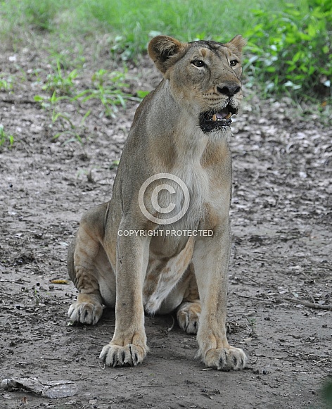 Asiatic Lioness