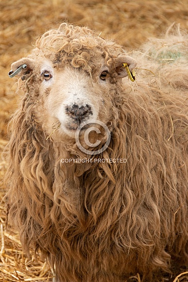 Grey Faced Dartmoor Sheep Portrait Shot