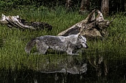 Grey Wolf-Gray Wolf Prowling