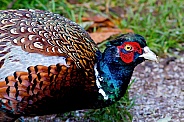 Male Pheasant Portrait