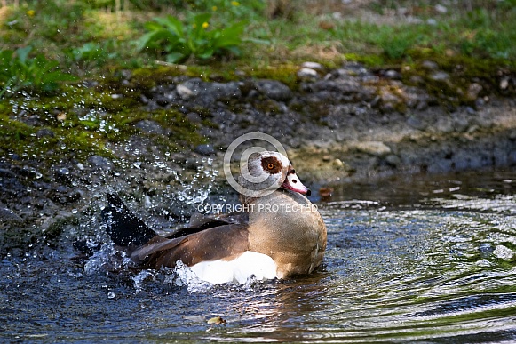 Egyptian goose