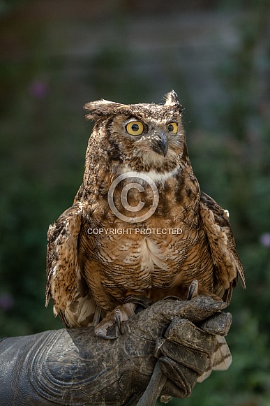 Great horned owl Great horned owl