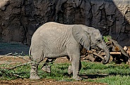 Elephant Calf - One Year Old