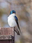 Tree Swallow resting on a Fence in Alaska