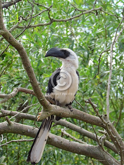 Von der Decken's Hornbill (female)