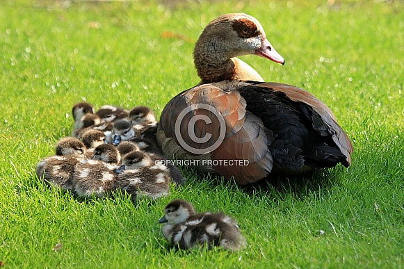 Egyptian Nile Goose with Chicks