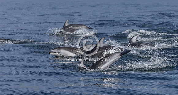 Pacific White Sided Dolphins jumping Pacific White Sided Dolphins jumping