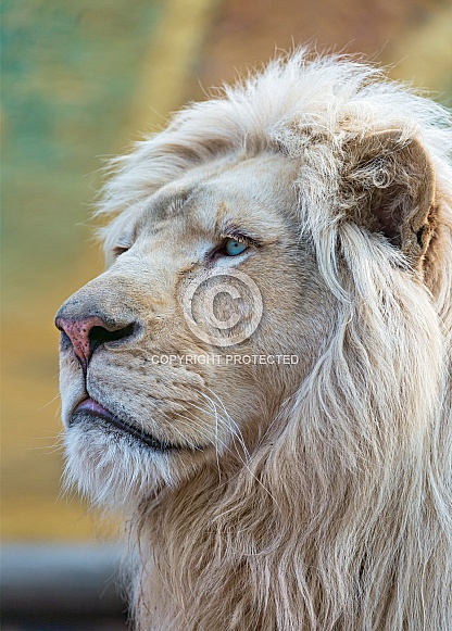 White Lion White Lion