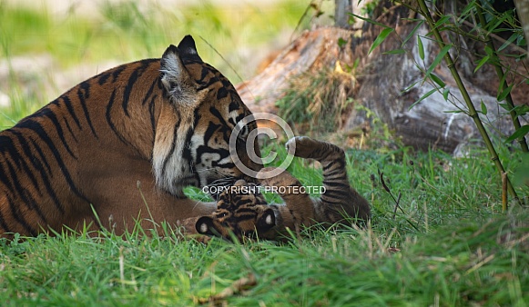 Sumatran Tiger Cub