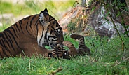 Sumatran Tiger Cub