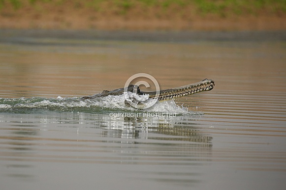 Indian gavial in the nature habitat