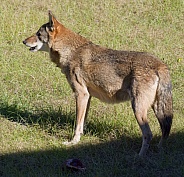 Red Wolf