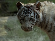 white Tiger