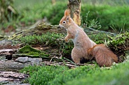 squirrel on the ground in the forest.