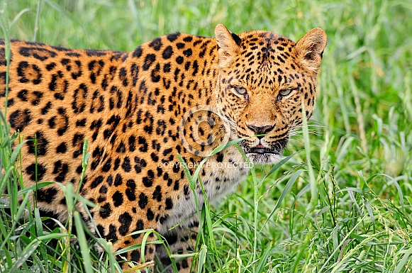 Leopard