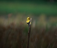 American Goldfinch