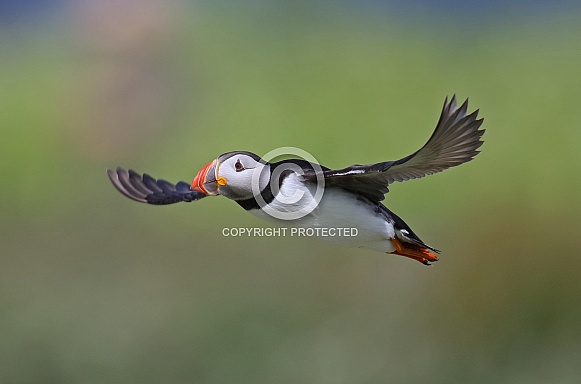 Puffin Puffin