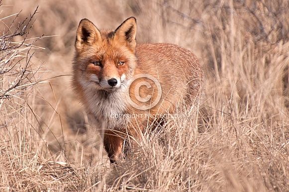 Red Fox Red Fox