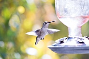 Female hummingbird in flight
